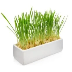 Canadian Cat Company Futterbar Cat Diner Grau/ Weiß 11 Canadian Cat Company Futterbar Cat Diner Grau/ Weiß -Haustier Lieferungen 0e525574824550e168be02a6fecb7a609ed284ae 1360972 de DE a02d68c3a8d109b1266e955b4dfb6c9ffc1d2950Klvw73