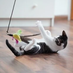 Schlitzohr Katzenangel Federanhänger 5x 18 Schlitzohr Katzenangel Federanhänger 5x -Haustier Lieferungen 11ed2d225658009b8abd2f7334a71527c7d32c64 1484675 de DE 2194cc6dae193c9b0d821763f83834cddf74faa5Q2fI5o