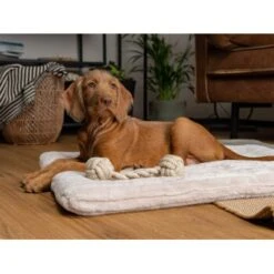 TrendPet Harmony Gefütterte Liegedecke Creme XS -Haustier Lieferungen 16d89d87d7ea353d40421c101dea03063d38147b 1390614 de DE e02eacb4a58d50f498ba4ed891533e15443f8cabQRnmWy