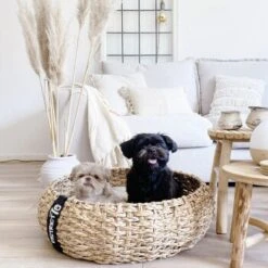 District 70 COCOON Natural M 10 District 70 COCOON Natural M -Haustier Lieferungen 1db584284c497361442002ba80ca8dd9597a35b9 1ad367312153dfaf420d5600b6e8e9dac5cec798