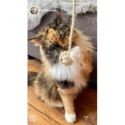 Kater Kasimir Deluxe Set Mit 9 Beliebten Katzenspielzeugen Aus Naturmaterial Und Handgemachtem CATDAD Armband -Haustier Lieferungen 1f04ffa2e176fa1eec74eb330832e3ec90bf46a4 1408151 de DE 8e1afbeea10c4c53b2e3c89a347993a00031803aaPAVJ2