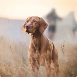 REAL NATURE Light Rind & Kalb 6x800 G -Haustier Lieferungen 2a7e6cb20be89e03efc3fb044f52385d1267f3cd 1314110 de DE Real Nature Original Dog bild 1