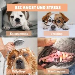 BeG Buddy [2-er] Leckmatte Für Hunde / Katzen, Schleckmatte Mit Saugnäpfen -Haustier Lieferungen 4a9b8a291baf5e718e0f4039d5ac92c5afd61fba 1457253 de DE d924f0bb8e68101ebbb22782b82d5b2a367631bd9eQU5p