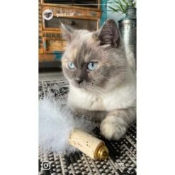 Kater Kasimir Deluxe Set Mit 9 Beliebten Katzenspielzeugen Aus Naturmaterial Und Handgemachtem CATDAD Armband -Haustier Lieferungen 4d777484de5457a02028f595b53fdb1b69e309d7 1408151 de DE 911e17a5e45692f3789ac8bc9aee946048898d74SkrQo3