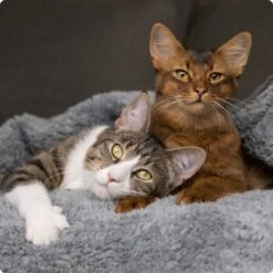 SELECT GOLD Senior Acceptance +7 12x85 G -Haustier Lieferungen 536de371626fbac7381fe51ce63607aedfae0cd8 1099803 de DE 4 Select Gold Cat 3