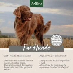Aniforte Zecken Schild (10 Bis 35kg) Für Hunde 60 Kapseln 10 Aniforte Zecken Schild (10 Bis 35kg) Für Hunde 60 Kapseln -Haustier Lieferungen 5d4c18b2293faf2e5564b5312e60cc2ae485fb29 1332832 de DE ffd45c07e5d1db9ca6ca2f6cb8b8fd03b27d87f7qF1J4e