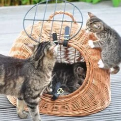 Aumüller Rattanhöhle Gesottene Weide -Haustier Lieferungen 644da56b8da52f185185b101fb3460690748ee17 ed38553d0e52453b951e62f08b371eb8a64cf3ed