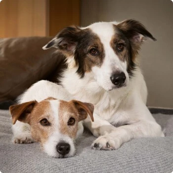 SELECT GOLD Sensitive Senior Huhn & Reis 10x125 G 3 SELECT GOLD Sensitive Senior Huhn & Reis 10x125 G – Bild 3