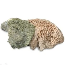 ProCani Buy Nature Pansen Grün 16x500 G -Haustier Lieferungen 71a8a83dd756fbb16781bf6cc22fc4476cf3d110 1408847 de DE Pansen Napf Aufsicht 2