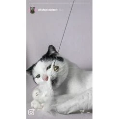 Kater Kasimir Premium Katzenangel Mit 4 Handgemachten Anhängern Aus Naturmaterial 8 Kater Kasimir Premium Katzenangel Mit 4 Handgemachten Anhängern Aus Naturmaterial -Haustier Lieferungen 770b4a4773ed49d435287f5ac0f03f94a117604e 1408150 de DE d77919138410a09ab67416f25ec15e6664e9d2ac4JZFQJ