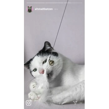 Kater Kasimir Premium Katzenangel Mit 4 Handgemachten Anhängern Aus Naturmaterial 4 Kater Kasimir Premium Katzenangel Mit 4 Handgemachten Anhängern Aus Naturmaterial – Bild 4