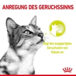 ROYAL CANIN SENSORY Smell In Gelee Für Wählerische Katzen 12x85g -Haustier Lieferungen 8189732b9ae1a398fb4fb109d95a4bf54f9ea43e e98d42f060ba951a9dc658034746788da77dfcfd