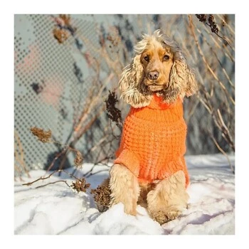 GF Pet Scout Pullover Orange XXXS 2 GF Pet Scout Pullover Orange XXXS – Bild 2