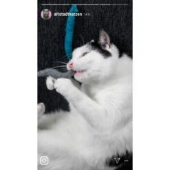 Kater Kasimir 3 Handgerollte Filzwürmchen Aus Schurwolle + 1 Mini-Flasche Katzenminze-Spray -Haustier Lieferungen 9f7ff512709dd50e91c430c3ac3ef7ee598f1a2a 1409266 de DE 1fc0cc3c919dcaaf28a0e442859a52c0a2aaef43Mb7rqZ