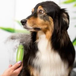 Moser Unterwollrechen -Haustier Lieferungen a9457afef8cc9854b1cc05428060e6aca1aa62d7 f209ef3f70da272484eca7394d5156f09925de7d