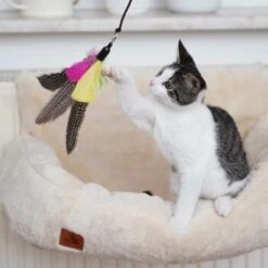 Schlitzohr Katzenangel Federanhänger 5x 17 Schlitzohr Katzenangel Federanhänger 5x -Haustier Lieferungen ac968f3e92fea38def92e5a7524fa7085dc78563 1484675 de DE ddb20d567bfb55f49958028f07ad50186cd87523xUAnfc