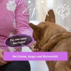 BeG Buddy Beruhigungsmittel Anti Stress 9 BeG Buddy Beruhigungsmittel Anti Stress -Haustier Lieferungen b103d91cb68ed72492e1a80be5084c66da746197 1457250 de DE 08609e0fa51d07263b2814ccdd31d9130bc0e999N5hPoA