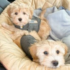 Thundershirt Beruhigungsweste Grau XS -Haustier Lieferungen b73ccfbb685e050e9f2290d960047b91d2dcc354 1102942 3