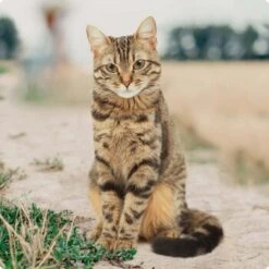 REAL NATURE Adult Mixpaket Wurst 12x70g -Haustier Lieferungen bc56b458619aa86240780c2f64ff928db9b8da6b 1246887 de DE Real Nature Original Cat Bild