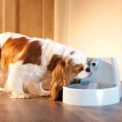 PetSafe Drinkwell Trinkbrunnen Original, 1,5 Liter 7 PetSafe Drinkwell Trinkbrunnen Original, 1,5 Liter -Haustier Lieferungen cb67b5accb6fdd9ec3530e007fd4ef1689efc995 0a695b0c941d72c4fef9fa23bc6300c73cab799d