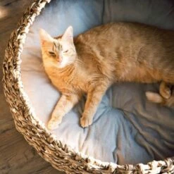 District 70 COCOON Natural M 11 District 70 COCOON Natural M -Haustier Lieferungen d1bca9000c27271741682ed9d9947040fa216679 010fccd4edaf289528235b12a94f95e756b71b5e