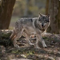 REAL NATURE WILDERNESS Adult 16x100g Pure Horse Pferd -Haustier Lieferungen d8df16d01d44eca47dceb4029baf88ff4ded8402 1248542 de DE Real Nature Wilderness Dog bild