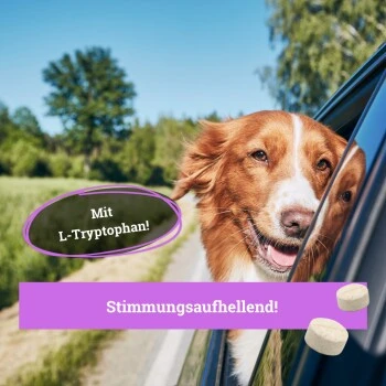 BeG Buddy Beruhigungsmittel Anti Stress 2 BeG Buddy Beruhigungsmittel Anti Stress – Bild 2