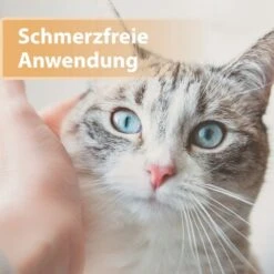 Felisept Wundgel 20ml 8 Felisept Wundgel 20ml -Haustier Lieferungen e40e3e95a03fb00c1318f0e5b318422377d5a3ac 1396291 de DE e6f6116196c434f816ff510902765d32eaff788cDpbYBX