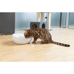 AniOne Keramik-Trinkbrunnen Waterfall Weiß Ohne Ersatzfilter 9 AniOne Keramik-Trinkbrunnen Waterfall Weiß Ohne Ersatzfilter -Haustier Lieferungen f5666e2f535275128e81462f19991e450c3d3f87 c66954489332ac4ff326811e24559ef9b2854fac