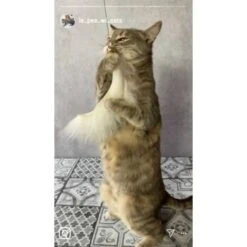 Kater Kasimir Premium Katzenangel Mit 4 Handgemachten Anhängern Aus Naturmaterial 7 Kater Kasimir Premium Katzenangel Mit 4 Handgemachten Anhängern Aus Naturmaterial -Haustier Lieferungen f5a0947d639de966c4125c979f26b15c23b5fa95 1408150 de DE aa9d1c169f7ec9191367c416c4b64e9770f966aeO7Adip