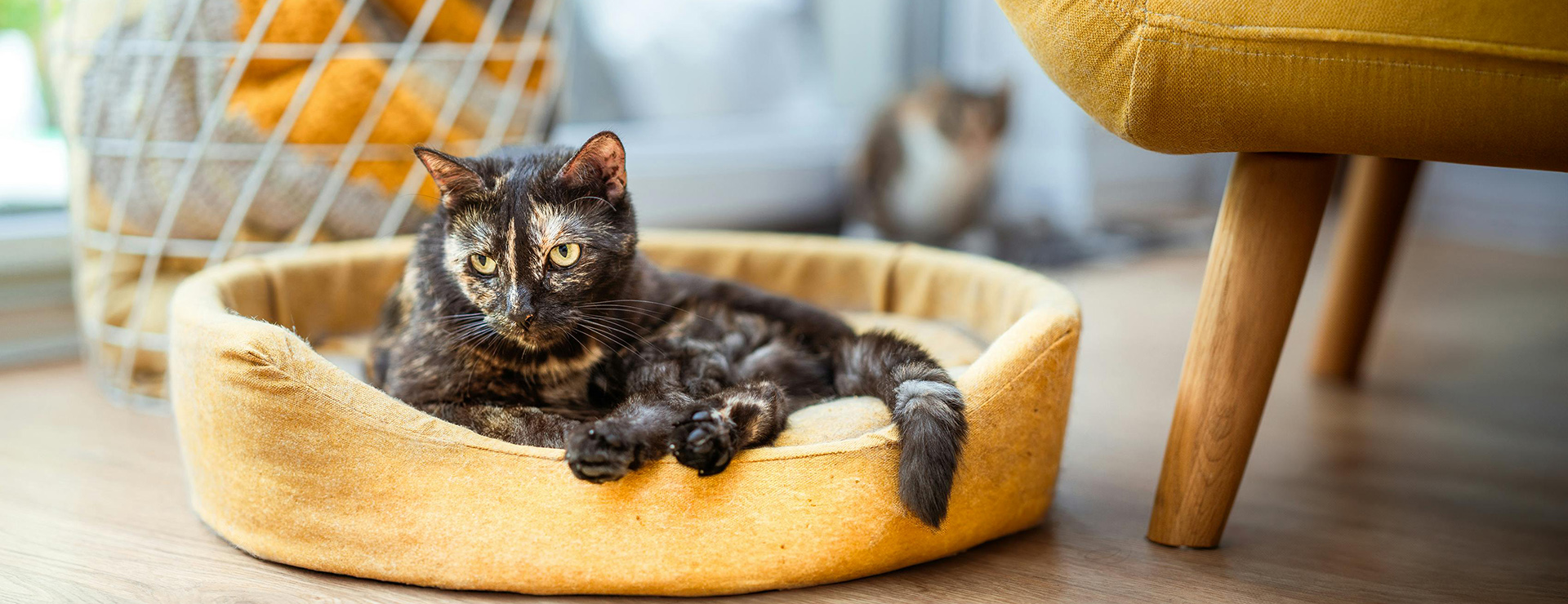 Haustier Lieferungen -Haustier Lieferungen pexels jakubzerdzicki 26891652