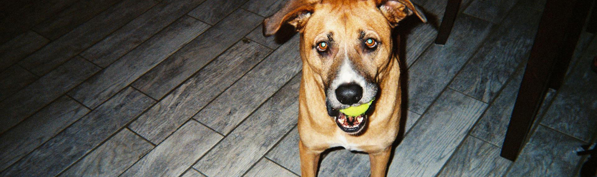 Haustier Lieferungen -Haustier Lieferungen pexels richard issa bockari 22991987 15013953